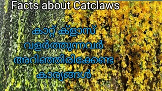 garden CatclawsCaring of Catclawsകൂടുതൽ അറിയാം കാറ്റ് ക്ലാസിനെ കുറിച്ച്Gardenecahome [upl. by Kimble]