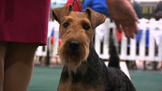 National Terrier 2016  Best Puppy in Show [upl. by Assele]