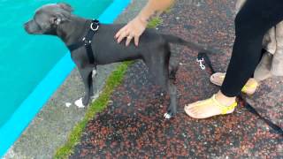 BLUE STAFFORDSHIRE BULL TERRIER HAS HIS FIRST SWIM [upl. by Hayashi430]