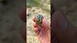 Red wattled lapwing bird eggs hatched 🐣 [upl. by Karlie]