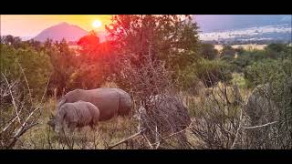 Pilanesberg National ParkP [upl. by Marlane]