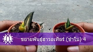 🌵 How to propagation haworthia วิธีขยายพันธุ์ฮาวอเทีย 4 วิธีชำใบ [upl. by Nathanil]