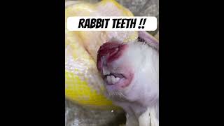 Rabbit teeth and claws can’t extremely injure your snake if fed live I olny feed them frozen thawed [upl. by Eddi152]