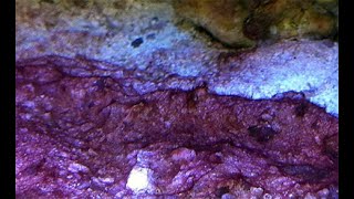 Treat Red Slime Cyano in Reef Tank using Cyano Rx [upl. by Vidovik]