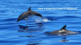 Dolphin Cruise in Maldives Dhiffushi Island [upl. by Mccowyn]