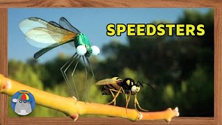 Minuscule  Insect High Velocity [upl. by Pond]