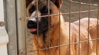 Hamas missbraucht Hunde und Esel  Fokus Jerusalem 418 [upl. by Nnaeiram]