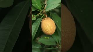 Discover Sapodilla – The sweet taste of nature [upl. by Slrahc]