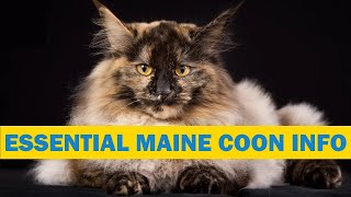 Maine Coon Cat 101 Guide Helpful information before you buy or for new owners [upl. by Cristin]