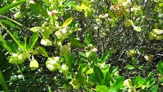 Dodonaea viscosa Varnish Leaf Hopbush [upl. by Picker]