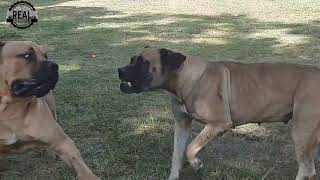 Real Boerboels  Fifth Attempt  The young male wont give up despite fighting a losing battle [upl. by Gerladina]