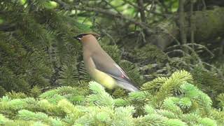 Cedar Waxwing in Ann Arbor Michigan USA [upl. by Fabe727]