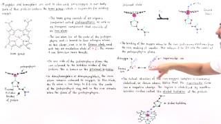 Heme Group of Hemoglobin and Myoglobin [upl. by Linzer435]