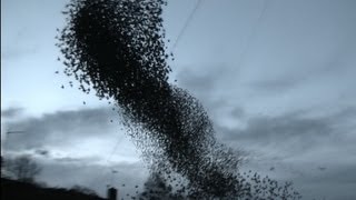 Incredible starling murmuration [upl. by Alaikim787]