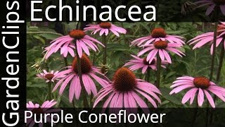 Echinacea Purpurea  Purple Coneflower  Growing Echinacea [upl. by Nevah]