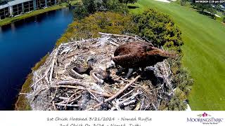 Moorings Park Osprey 19042024 1421 [upl. by Eilojne505]