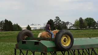 PALE FACED SUN AQHA amp APHA GELDING [upl. by Spearman]