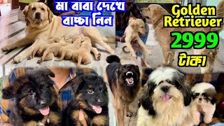 2999 টাকায় Golden Retriever Puppy Dog Kennel in Kolkata Dog Market in Kolkata Price [upl. by Dhruv983]