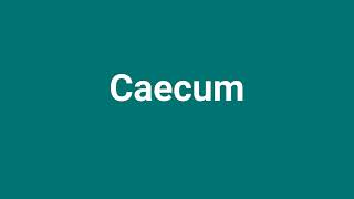 Caecum Meaning and Pronunciation [upl. by Nacul]