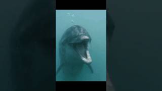 Dolphin Sounds  Bottlenose Dolphin Vocalizing Underwater [upl. by Ziwot]