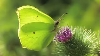 Brimstone butterflies Gonepteryx rhamni sipping nectar from Burdock flowers Arctium [upl. by Buckden]