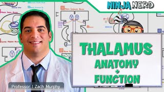 Neurology  Thalamus Anatomy amp Function [upl. by Yrdua]