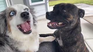 Watch What Happens When This Mini Aussie Is Left Alone With A Staffy For The First Time [upl. by Georgianna]