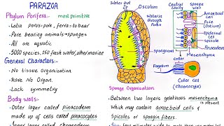 Phylum Porifera  subkingdom parazoa  general characteristics  class 11 [upl. by Annaid]