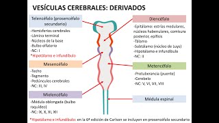 Embriología sistema nervioso 1 neurulación histogénesis y médula espinal [upl. by Olpe]