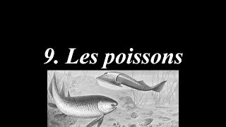 Du big bang à Rosalie 936  Les poissons [upl. by Knarf344]