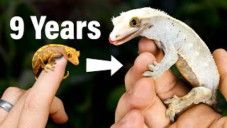 9 Year Evolution of My Geckos amp Their Vivariums What Ive Learned [upl. by Segroeg514]