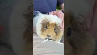 She Loves Me She Loves Me NOT Up close with piggies guineapig pets cavies cuteanimals [upl. by Rhodia]