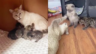 Selfless cat Adopts Abandoned Kittens Into Her Litter [upl. by Euqinim]