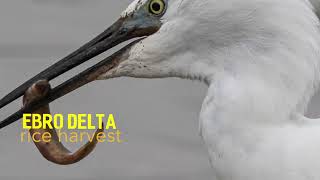 Banquet for Birds  Ebro Delta Rice Harvest 2023  Birding in Spain [upl. by Adham453]