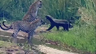 Texugo do mel Bate de Frente com 3 Leopardos honey badger vs leopard epic Battle animal [upl. by Ddarb]