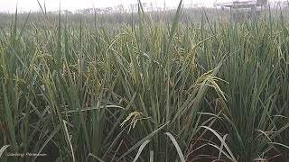 Milky Stage to Mature Stage Ripening Phase of Cakrabuana 04 Rice Strain 60 Days After Transplanted [upl. by Rubens939]