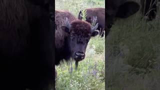 Bison Up Close [upl. by Lief]