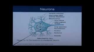 Anatomy and Physiology Chapter 12 Part 1 Nervous SystemNeural Tissue Anatomy and Physiology Help [upl. by Nohtahoj180]