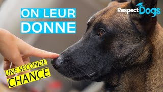 Comment sauver des chiens de labandon et leuthanasie [upl. by Horner671]