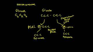 Glycolysis for Exercise Physiology [upl. by Benyamin]