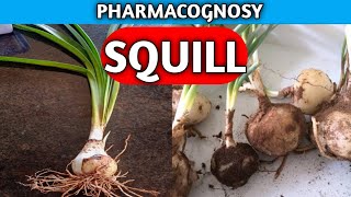 Squill Pharmacognosy  Miscellaneous Crude Drug  Pharmacognosy Crude Drug [upl. by Agnesse]