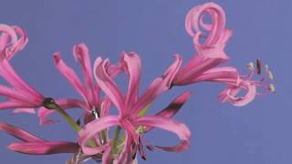 Nerine bowdenii flowers opening time lapse [upl. by Reger]