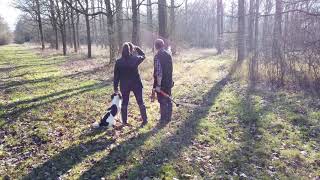 Gundog Training  AceHunting amp Retrieving With Shot [upl. by Truman]