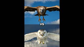 Snow owl vs Vultures vs  eagle falcon crow owl seagull Duck toucan bird Macow pigeon [upl. by Ingles]