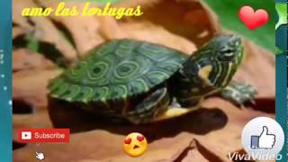 Cuidados básicos callirostris 👍🐢 trachemys callirostris 🐢❤🐢❤🐢❤ [upl. by Neerehs]