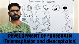 DEVELOPMENT OF FOREBRAIN  TELENCEPHALON AND DIENCEPHALON EMBRYOLOGY [upl. by Hamal]