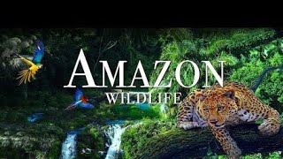 Amazon rainforest song official [upl. by Ahseiyn686]