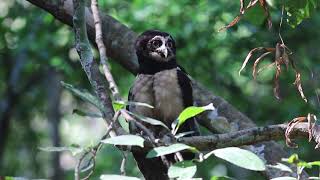 Spectacled Owl  Pulsatrix perspicillata [upl. by Ailam]