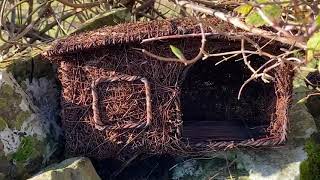 Attract robins to nest in your garden [upl. by Edee]