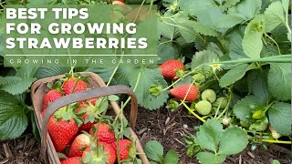 HOW to PLANT and GROW STRAWBERRIES plus TIPS for growing strawberries in HOT CLIMATES [upl. by Niuqram]